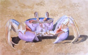watercolour crab