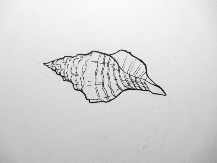 shell sketch