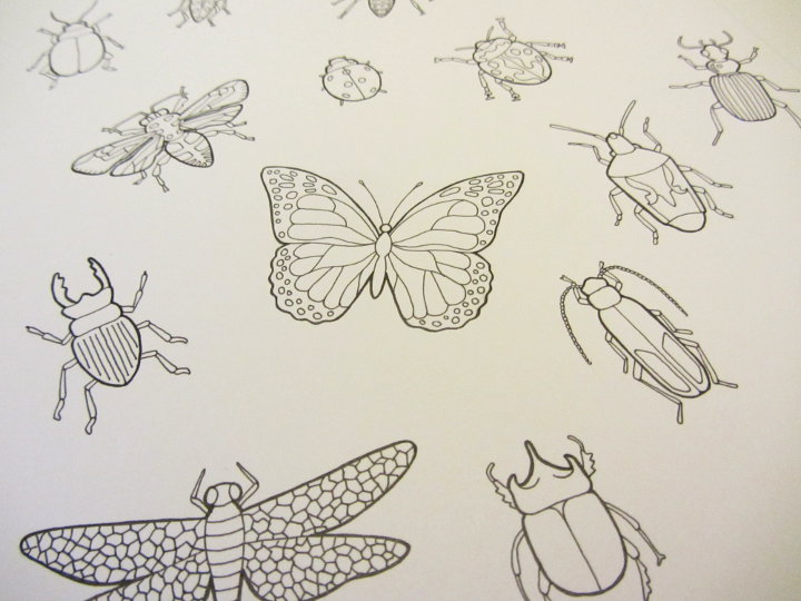 insect adult colouring page