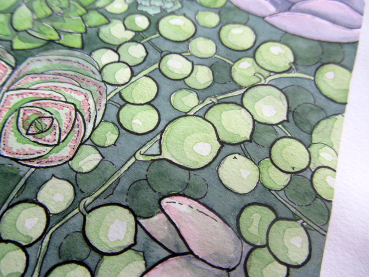 succulents - botanical illustration