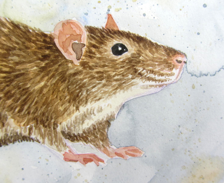 Watercolour rat - wildlife illustration