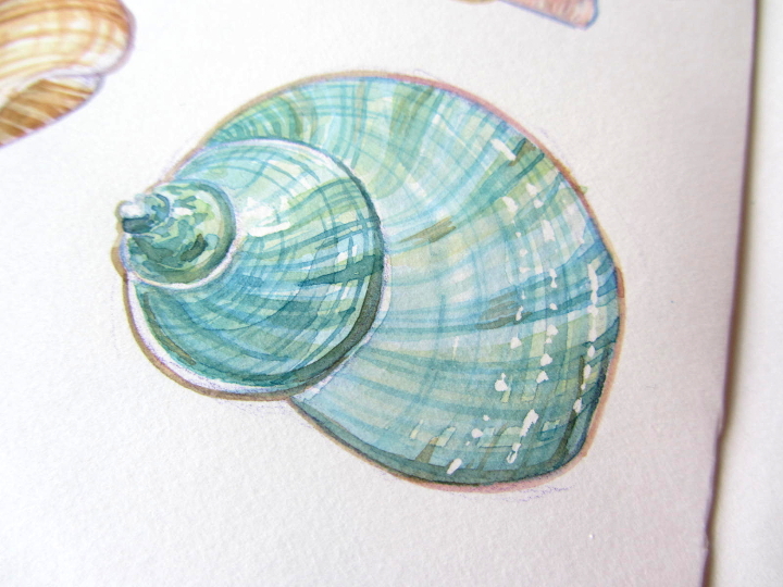 wildlife illustration shell