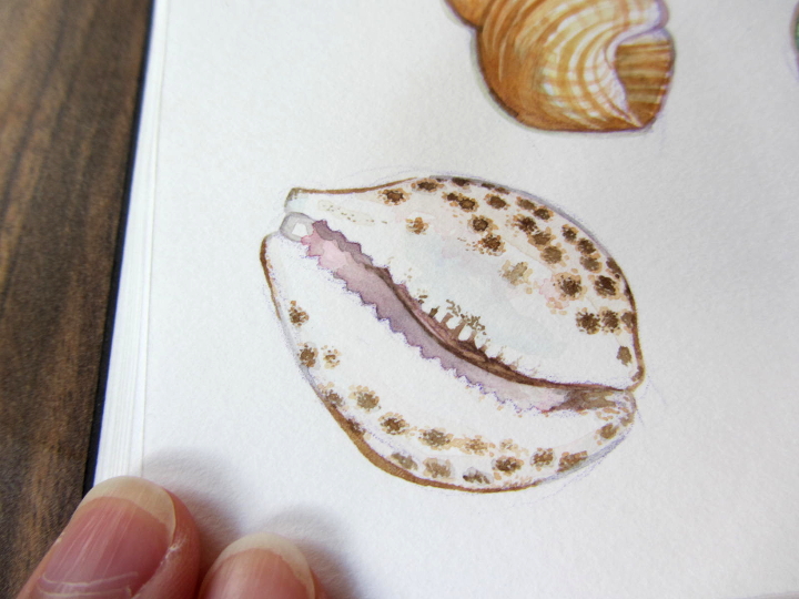 wildlife illustration shell