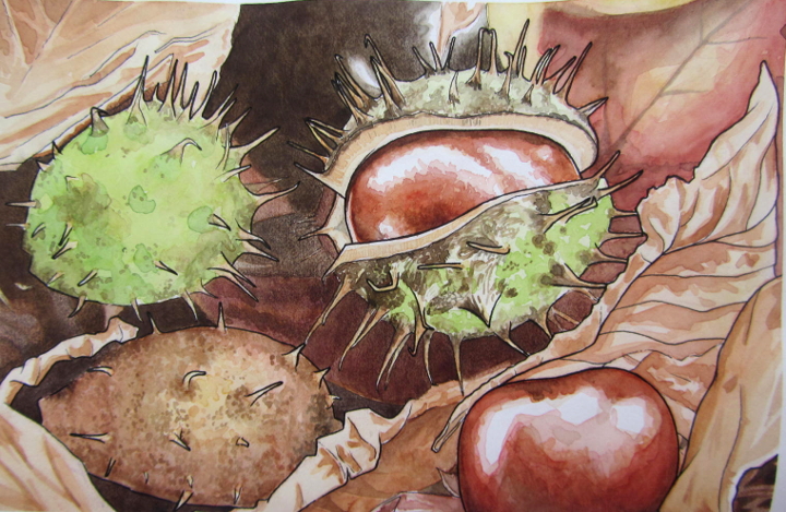 conker watercolour, botanical illustration